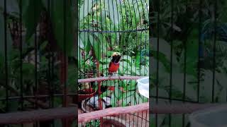 Download lagu KONIN RED CHILI.  Kolibri Bongkar isian brenn ciblek SADIS. mp3