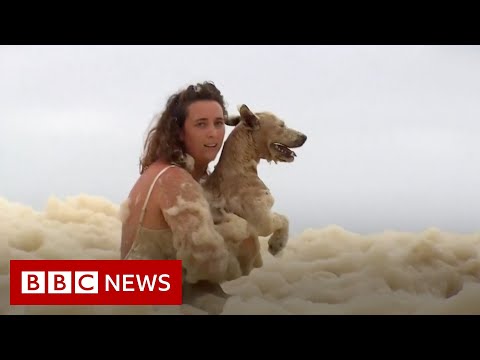 オーストラリアが暴風雨。犬が泡の海から救出される - BBC ニュース (Australia storms: Dog rescued from sea of foam - BBC News)