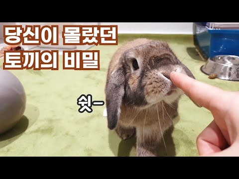 , title : '사람들이 잘 모르는 토끼의 놀라운 24가지 사실 / 24 Amazing Facts of Rabbits that People Don't Know'