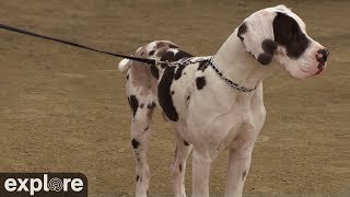 Great Danes Arena Cam - Service Dog Project