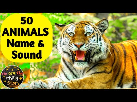 50 ANIMALS Name and Sound | English to Hindi | Animals for kids | WATRstar