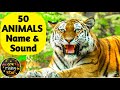50 ANIMALS Name And Sound English To Hindi Animals For Kids WATRstar