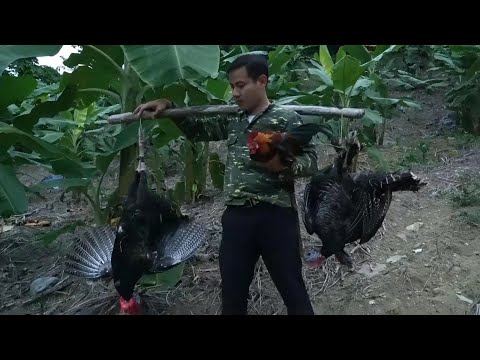 Lucky day trapping wild chickens, CEO left the city moved into the forest live with single mother.
