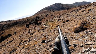 TAVŞAN AVI-KEKLİK AVI   Охота на зайца 2025г. Tavşan avı #harehunting  #охота#ch