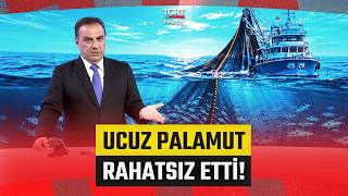 Tezgahtaki Ucuzluk Rahatsız Etti: 40 TL'lik Palamuta 'Yasak' Talebi - TGRT Haber