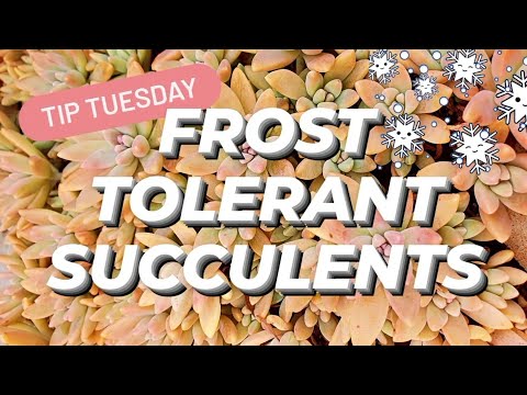 FROST TOLERANT SUCCULENTS ❄🌱💖
