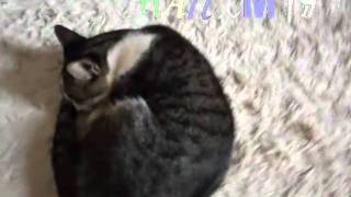 Gatos dormindo em dia de Chuva zZzzzZzz...