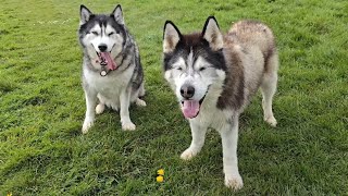 Two Old Huskies Get Together For Some Much Needed Excitment