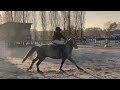 Gelding French Saddle Pony For sale 2018 Grey