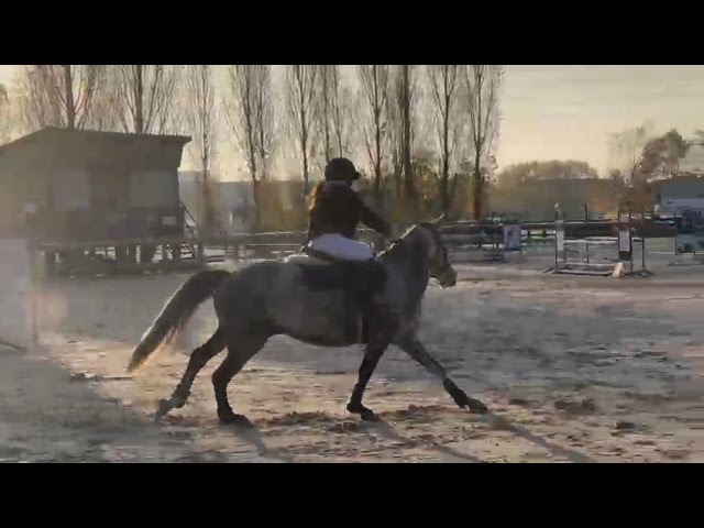 Gelding French Saddle Pony For sale 2018 Grey