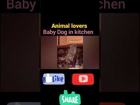 @baby dog #funny #animal @dogfun #shorts @shorts #shorts #shortvideo #short #shortvideo #shoerts