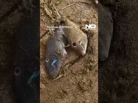 Video Thumbnail: Two beaches in South Australia are closed after toxic foam and dead fish washed ashore