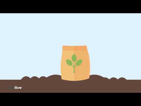 Part of a video titled How to Apply Urea Fertilizer - YouTube
