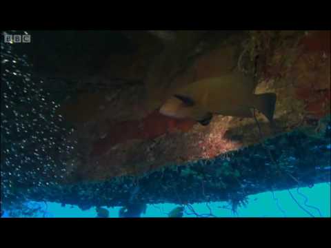 Jacques Cousteau's underworld village in the Red Sea | BBC