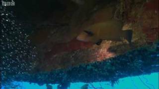 Jacques Cousteau's underworld village in the Red Sea - BBC