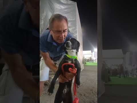Lucky Dogs Montemor