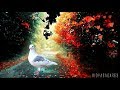 Good Morning Video