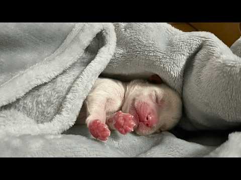 Forgotten by her mother near the sewer, the newborn puppy cried loudly to attract passersby.💔