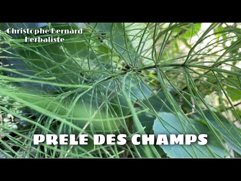 Field horsetail (Equisetum arvense): silicon, collagen, tissue repair