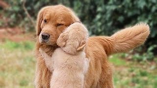 Big Dog and Cute Puppy Compilation NEW