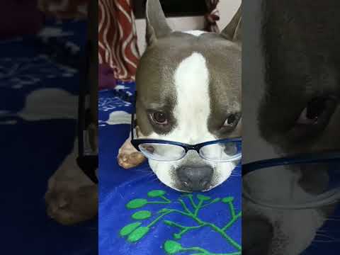 Specs-tacular Style: My Dog Chewy Rocks Eyeglasses with Flair! 🐶🤓 | Canine Fashion Trends #pets #fun