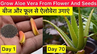 Aloe Vera From Seeds | How to grow Aloe Vera at home | Growing Aloe Vera | The Gardening Show