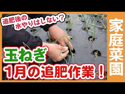 玉ねぎにエプソムソルトを施肥する方法とその理由