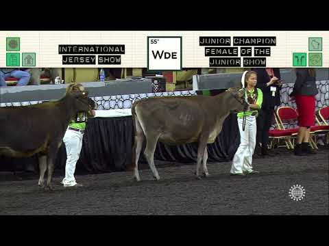 815 JERSEY JUNIOR CHAMPION FEMALE OF THE JUNIOR SHOW