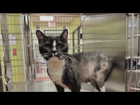 Second Chance: Werewolf looking for new home - YouTube