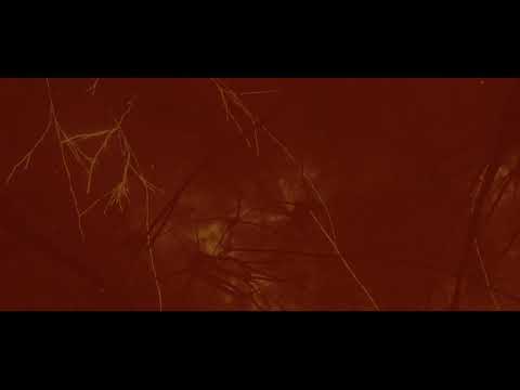 SPEkTR feat. Ustumallagam - Chapter 3: There Will Be Others