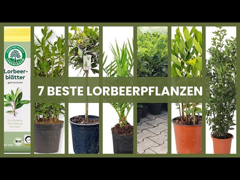 Lorbeerpflanzen: 7 beste Lorbeerpflanzen