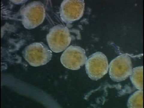 分子生命科学科 Daphnia magna - Embryogenesis