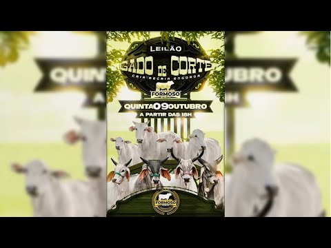 LEILÃO GADO DE CORTE FORMOSO LEILÕES - FORMOSO - GO - 09/10/2025