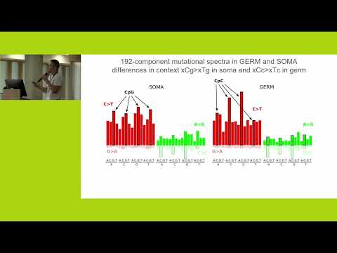 Mutational spectrum of the human mitochondrial genome  somatic and germline signatures differ, MCCMB
