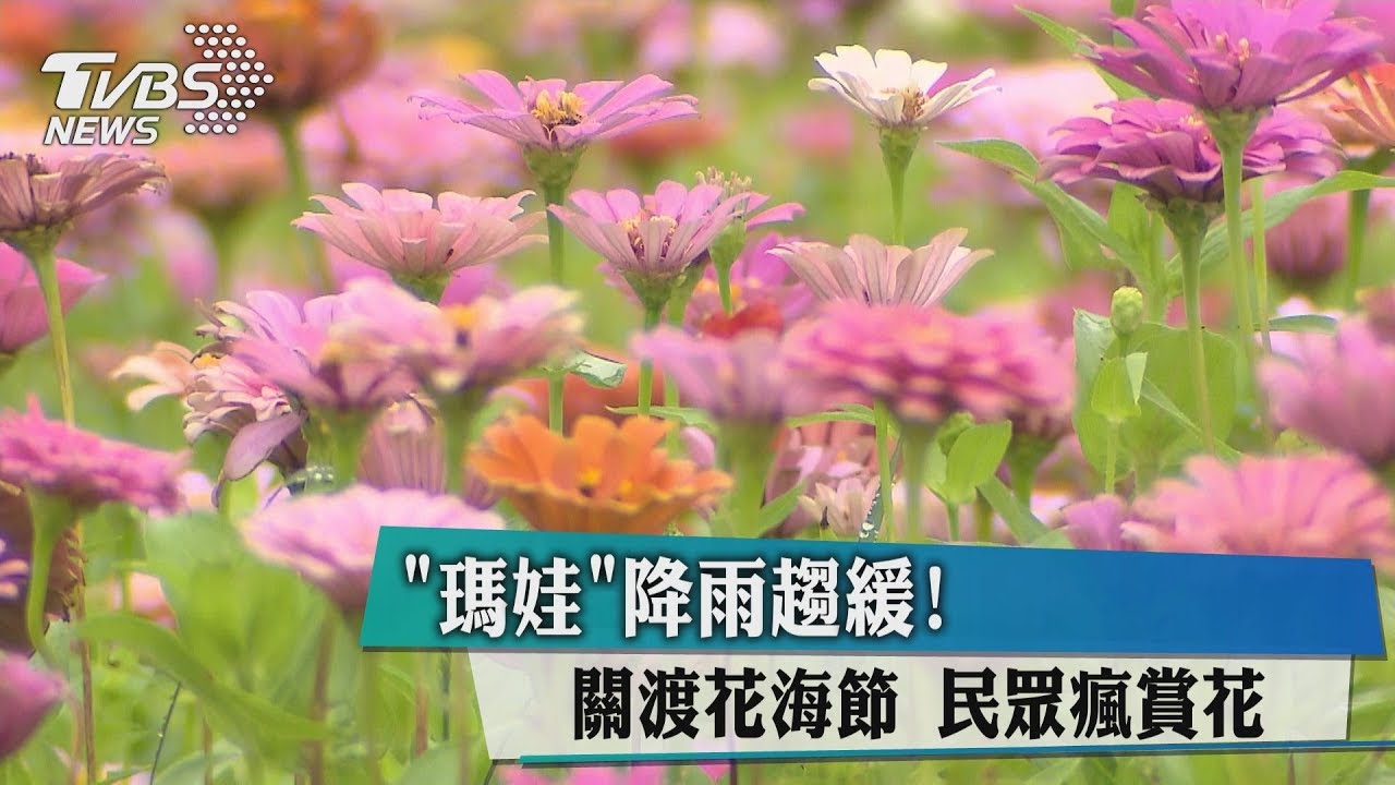 全台有雨!關渡花海節 民眾「撐傘」瘋賞花