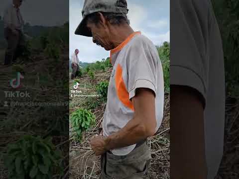 está es la finca valdepeñas en chinchina caldas