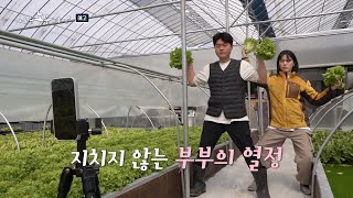 [나는농부다 297회 예고] 물고기 만난 유럽 상추! 우리는 천생연분