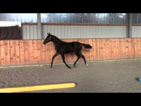 Fürstenball   De Niro