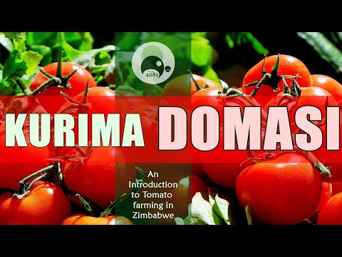 Domasi Special | Kurima Madomasi | How to farm Tomatoes in Zimbabwe | Horticulture | Agriculture