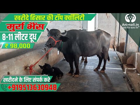 Black murrah buffalo