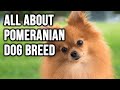 Pomeranian Dog Breed 101; #1 Cutest Dog Breed In the world