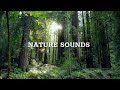 Nature Sounds Morning Song Of Forest Birds 24 Hours Sounds Of Nature For Sleep And Relaxation