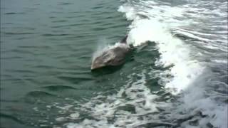 preview picture of video '11/18/2013 Gulf of Mexico - Amazing Dolphin Video'