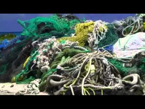 final albatross project