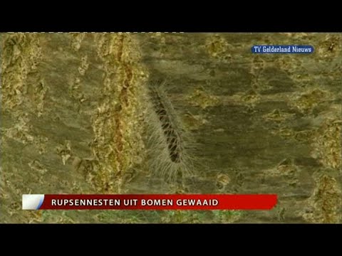 GLD Nieuws 16 juli 2010 - Nieuws