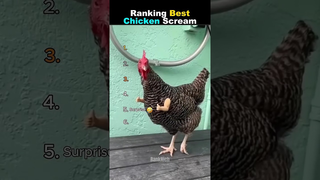 Ranking Best Chicken Scream Part.11 #usa