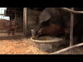 The Biggest Pig Of All The Weekly Special