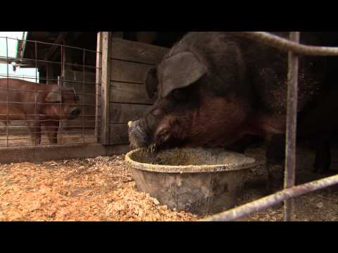 download lagu mp3 mp4 Big Bill Pig, download lagu Big Bill Pig gratis, unduh video klip Big Bill Pig