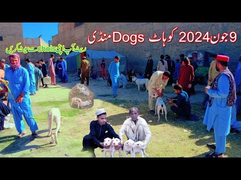 09 06 2024 dog mandi | Today Dog vlog | sunday video | etwar bazar