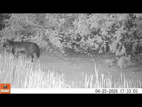 Lobinho (Cerdocyon thous) - Monitoramento de fauna no Cerrado de Água Clara, MS